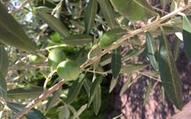 Billeder fra gæster i Villa la Fragola