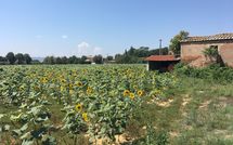 Billeder fra gæster i Villa la Fragola