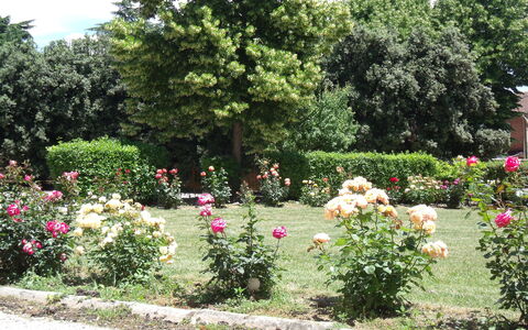 Villa Rocchi: Have, Blomst, Botanisk Have, Busk, Plante, Haveroser, Rose Family, Rose, Botanik, Træ