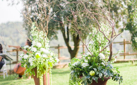 Fattoria Di Quercia Al Poggio: Hvid, Fotografi, Grøn, Træ, Blomst, Plante, Græs, Forår, Botanik, Backyard