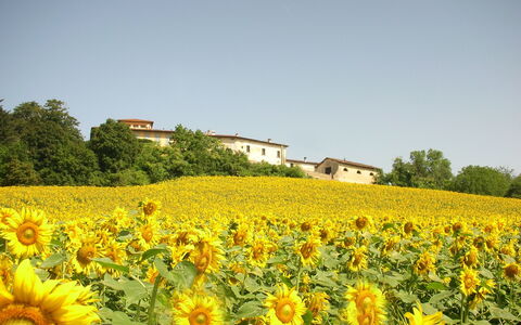Villa Del Conte: Blomst, Sunflower, Blomstrende Plante, Mark, Gul, Plante, Himmel, Naturlige Landskab, Sunflower, Plantation