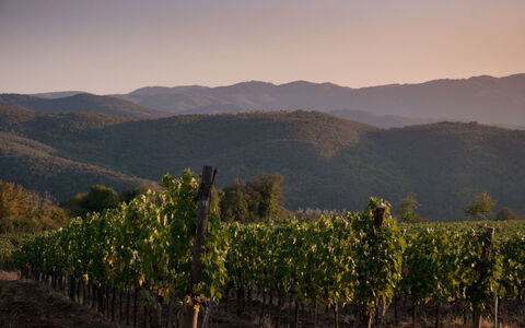 Villa Mandorlo: Plante, Himmel, Bjerg, Naturlige Landskab, Highland, Land Lot, Landbrug, Solopgang, Bjergrige Landskabsformer, Landskab