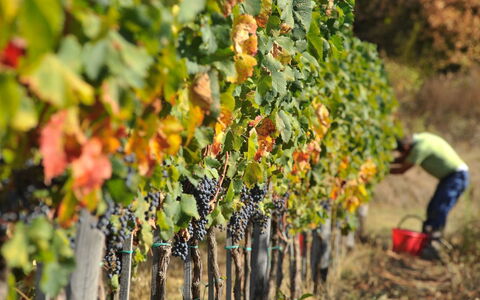 Villa Mandorlo: Plante, Mad, Frugt, Landbrug, Naturlige Fødevarer, Træ