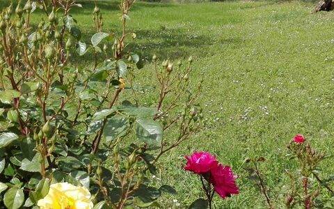 Agriturismo La Pieve: Blomst, Blomstrende Plante, Plante, Rose Family, Rose, Busk, Have, Botanik, Haveroser