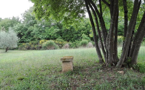 Agriturismo La Pieve: Natur, Træ, Naturlige Landskab, Naturreservat, Græs, Grøn, Naturligt Miljø, Woodland, Biome, Land Lot