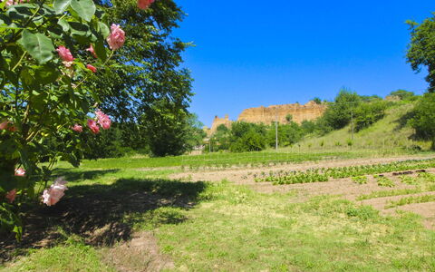 Villa le Balze: Grøn, Vegetationen, Busk, Sommer, Plantesamfund, Plantation, Mark, Have, Urteagtig Plante, Eng
