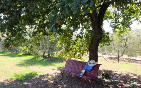 Galleria di Brolio: Plante, Møbel, Udendørs Bench, Grøn, Træ, Skygge, Udendørs Møbler, Komfort, Naturlige Landskab, Vegetationen