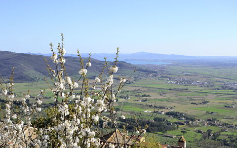 Appartamento Il Teatro: Chaparral, Bakke, Træ, Plante, Faldt, Bjerg, Plantesamfund, Landskab, Wildflower, Blomst