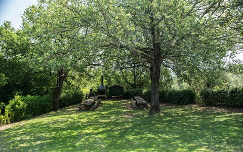 Agriturismo la Papessa: Plante, Grøn, Blad, Afdeling, Naturlige Landskab, Himmel, Træ, Vegetationen, Land Lot, Skygge