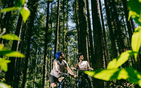 Fattoria Fronzano: Plante, Træ, Afdeling, Blomst, Terrestrisk Plant, Naturlige Landskab, Organisme, Bagagerum, Biome