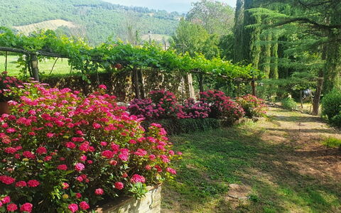 Palazzo Rosadi: Blomst, Plante, Plantesamfund, Botanik, Naturlige Landskab, Himmel, Vegetationen, Biome, Kronblad, Træ