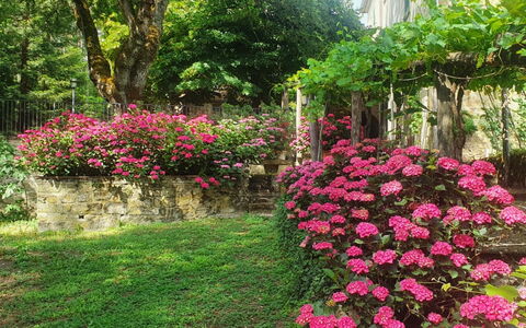 Palazzo Rosadi: Blomst, Plante, Plantesamfund, Træ, Botanik, Kronblad, Vegetationen, Biome, Græs, Vedplante