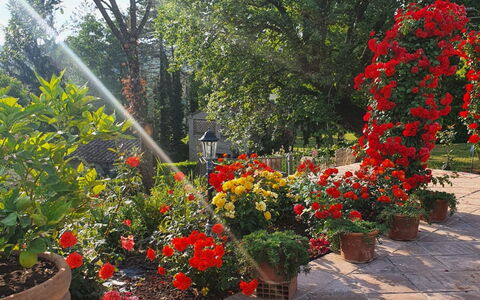 Torre del Cielo: Blomst, Plante, Plantesamfund, Kronblad, Blomsterkrukke, Træ, Græs, Busk, Bunddække, Blomstrende Plante