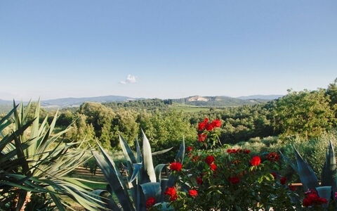 Gli Appartamenti Di Manuela: Vegetationen, Blomst, Plante, Botanik, Himmel, Plantesamfund, Træ, Landskab, Agave, Wildflower