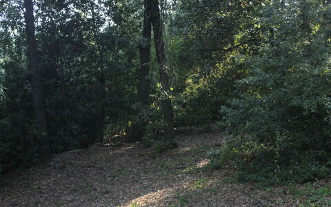 Gli Appartamenti Di Manuela: Plante, Naturlige Landskab, Træ, Træ, Vejbelægning, Asfalt, Skygge, Kvist, Løvtræ, Færdselsåre