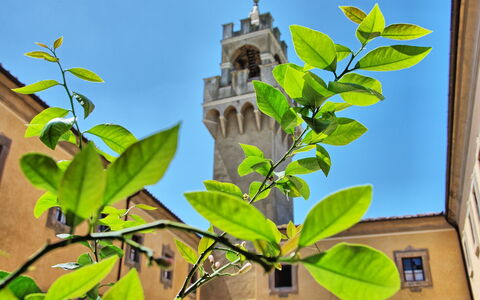Montegufoni: Blad, Blomst, Plante, Træ, Afdeling, Blomstrende Plante, Tilpasning, Stueplante