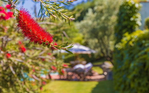 Villa Roncovisi: Blomst, Plante, Botanik, Træ, Blomstrende Plante