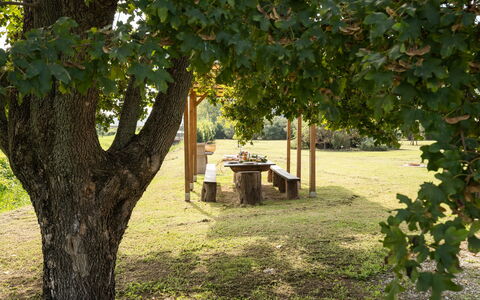 Incanto Toscano: Plante, Afdeling, Botanik, Skygge, Træ, Vegetationen, Sollys, Biome, Græs, Naturlige Landskab