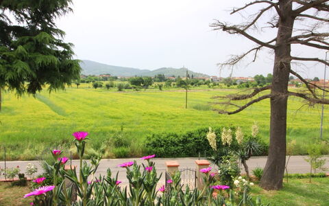 Podere i Gigli: Natur, Naturlige Landskab, Vegetationen, Naturligt Miljø, Græs-, Træ, Forår, Plante, Have, Botanik