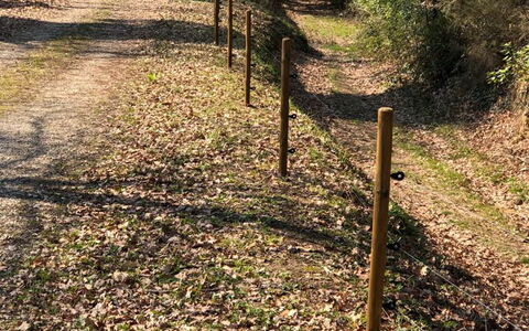 L'incanto: Plante, Træ, Naturlige Landskab, Træ, Bagagerum, Græs, Løvtræ, Vedplante, Bunddække, Busk