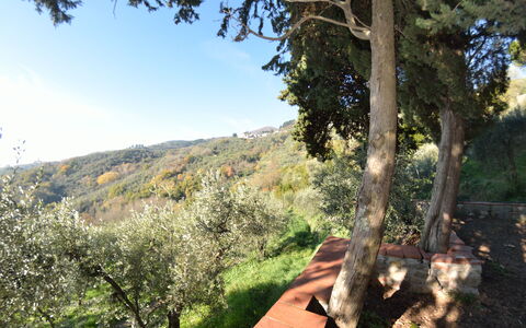 La Cipressa: Træ, Vegetationen, Naturligt Miljø, Ødemark, Himmel, Botanik, Forår, Blad, Vedplante, Plante