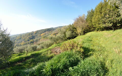 La Cipressa: Naturlige Landskab, Vegetationen, Natur, Grøn, Naturligt Miljø, Græs, Træ, Ødemark, Naturreservat, Blad