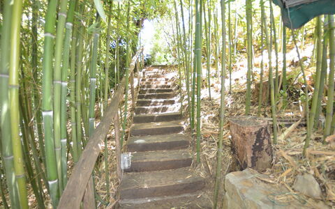 Il Corbezzolo: Træ, Naturreservat, Botanik, Plante, Græsfamilien, Skov, Jungle, Terrestrisk Plant, Rainforest