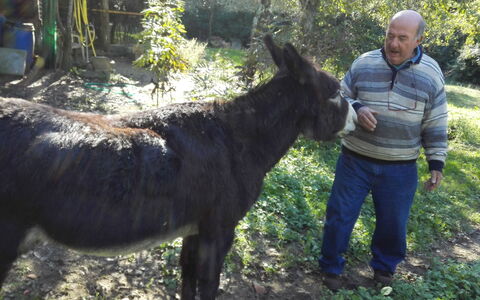 Petra: Hvirveldyr, Hest, Pack Dyr, Husdyr, Træ, Manke, Plante, Dyreliv