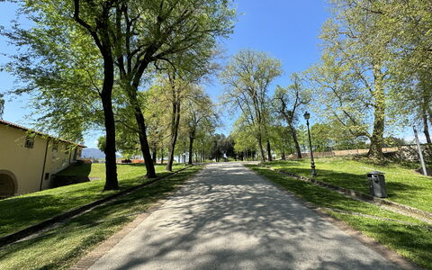 Alle Mura: Træ, Afdeling, Blad, Græs, Natur, Vejbelægning, Vej, Offentlige Rum, Asfalt, Færdselsåre