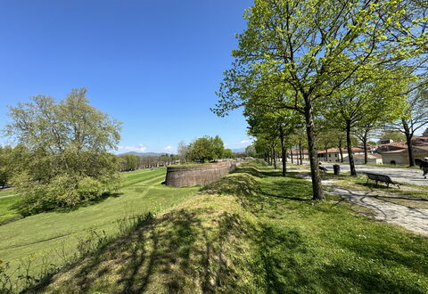 Alle Mura: Træ, Græs, Afdeling, Græs-, Almindeligt, Land Lot, Bunddække, Eng, Have, Lawn