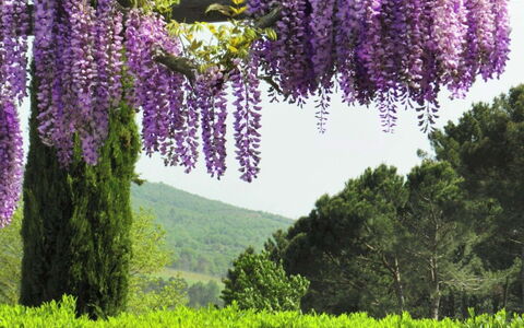 Villa Felciai: Blomst, Lavendel, Plante, Purple, Violet, Forår, Botanik, Træ, Lupine, Wisteria