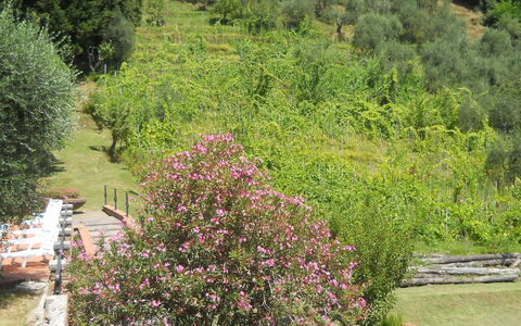 Aurora: Vegetationen, Have, Træ, Botanisk Have, Botanik, Plante, Busk, Plantesamfund, Landskab, Blomst