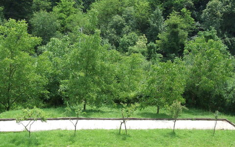 Bottino: Træ, Vegetationen, Grøn, Natur, Naturreservat, Naturlige Landskab, Græs, Naturligt Miljø, Biome, Plante