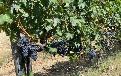 La Corte Di Campalli: Plante, Frugt, Mad, Busk, Træ, Bunddække