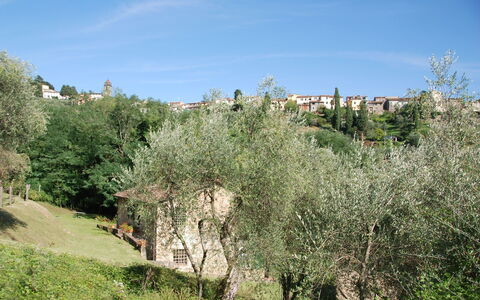 Magrini: Vegetationen, Træ, Naturlige Landskab, Shrubland, Plantesamfund, Biome, Græsfamilien, Plante, Græs, Blad