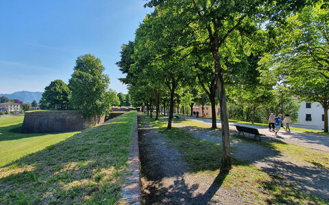 Sinidio: Træ, Græs, Natur, Forår, Lawn, Parkere, Landscaping, Walkway, Sti