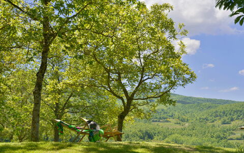 Casa Di Lilli: Blad, Træ, Afdeling, Grøn, Naturligt Miljø, Natur, Vegetationen, Græs-, Fritid, Bagagerum
