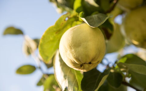 Sequerciani: Træ, Frugt, Plante, Blomst, Mad, Blad, Afdeling, Fremstille, Blomstrende Plante