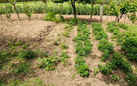 Casale Vacanze Il Granaio: Jord, Mark, Plante, Græs, Træ, Land Lot, Blad, Bunddække, Græsfamilien, Afgrøde