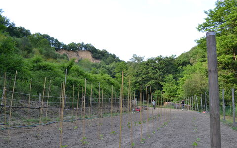 Agriturismo Il Giaggiolo without Pool: Vegetationen, Træ, Land Lot, Hill Station, Plantesamfund, Plante, Græs, Færdselsåre, Hegn, Landskab