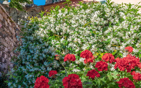 Portovecchio Apartments - Levanto: Blomst, Rød, Kronblad, Busk, Lyserød, Blomstrende Plante, Forår, Have, Rose Family