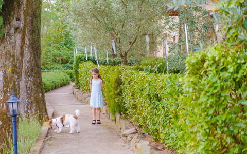 Borgo San Vincenti: Grøn, Blad, Busk, Forår, Have, Fritid, Fritid, Ferie, Sollys