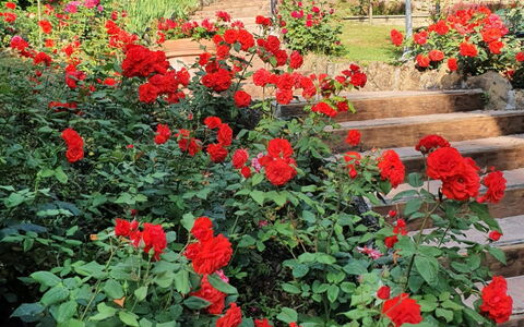 Ville Rosadi Weddings: Blomst, Plante, Kronblad, Grøn, Vegetationen, Træ, Biome, Busk, Rød, Bunddække