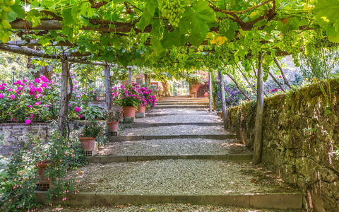 Ville Rosadi Weddings: Blomst, Plante, Træ, Botanik, Have, Forår, Walkway, Blad, Pergola, Arkitektur