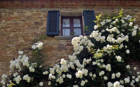 San Lorenzo: Blomst, Plante, Bygning, Vindue, Kronblad, Botanik, Hus, Vegetationen, Træ, Dør