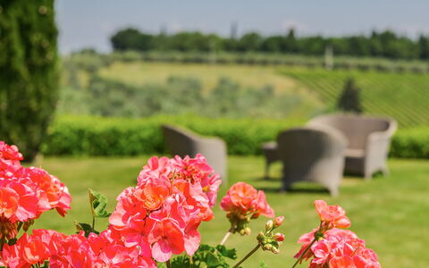 Sole Del Chianti: Blomst, Plante, Kronblad, Natur, Grøn, Naturligt Miljø, Vegetationen, Naturlige Landskab, Træ, Græs