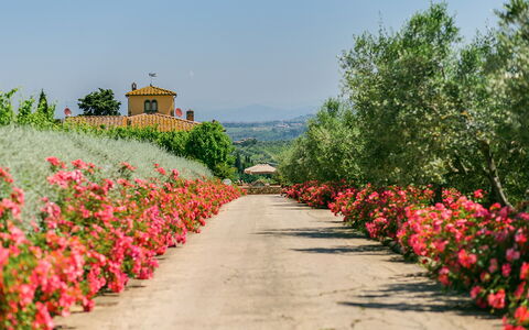 Sole Del Chianti: Blomst, Plante, Himmel, Botanik, Kronblad, Naturlige Landskab, Træ, Græs, Busk, Vedplante