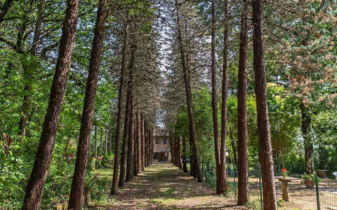 Villa Pania: Plante, Naturlige Landskab, Træ, Træ, Afdeling, Terrestrisk Plant, Bagagerum, Løvtræ, Græs, Vedplante