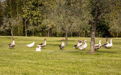 Podere La Torre: Plante, Økoregion, Træ, Naturlige Landskab, Vedplante