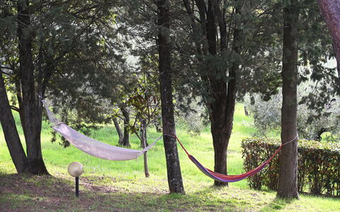 Villa Tresanti: Plante, Træ, Naturligt Miljø, Afdeling, Træ, Naturlige Landskab, Bagagerum, Skygge, Biome